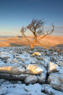 07-0841 Dawn Winter Light and Tree on a Karst Landscape with Scales Moor, Yorkshire Dales